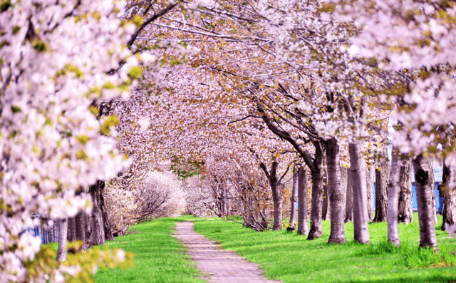 「開花する」「散る」「満開」は英語で何て言う？ - 桜に関する英語表現